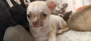 Chihuahuawelpe sucht neues Personal 
