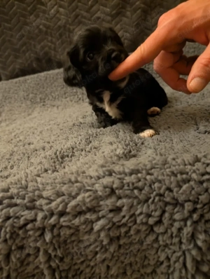 Einzigartig zuckersüße Hunde Welpen, schwarz, schwarz - weiß gefleckt