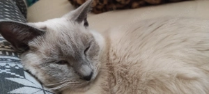  Deckkater Siam BKH mix  (kein Verkauf) Bild 3
