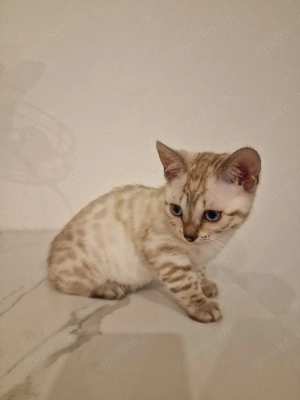 süßes Bengal Kätzchen suchen ein liebevolles Zuhause