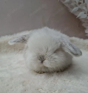 Minilop, Zwergwidder, Russe, Häsin, Jungtier