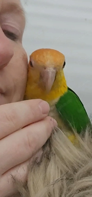 1.1 Rostkappenpapageien blutsfremd  Bild 5