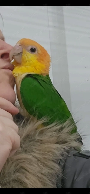 1.1 Rostkappenpapageien blutsfremd  Bild 6