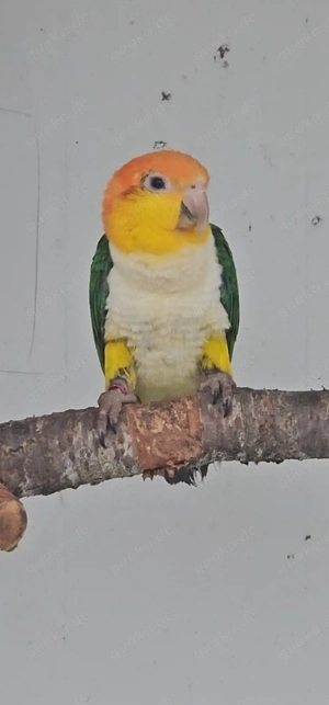 1.1 Rostkappenpapageien blutsfremd  Bild 4