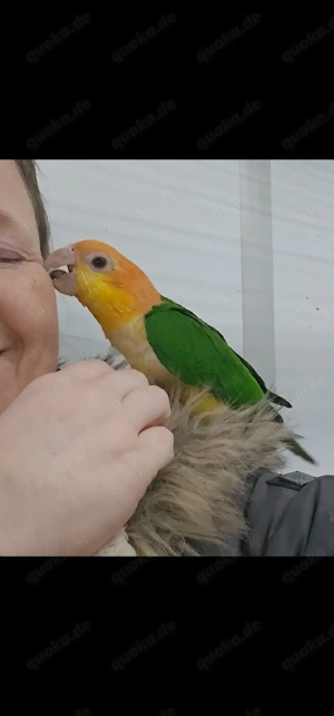 1.1 Rostkappenpapageien blutsfremd  Bild 2