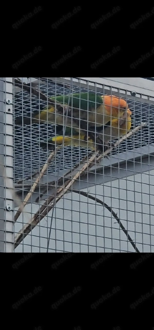 1.1 Rostkappenpapageien blutsfremd  Bild 3