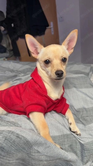Chihuahua-Rüde sucht liebevolles Zuhause 