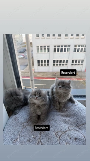 Wunderschönes Britisch-Langhaar Kitten sucht liebevolles Zuhause