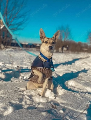 ganz liebe Feya, ab 01.03. auf Pflegestelle bei München!