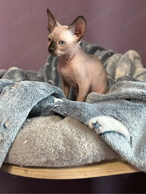 Sphynx Kitten mit Tasthaaren