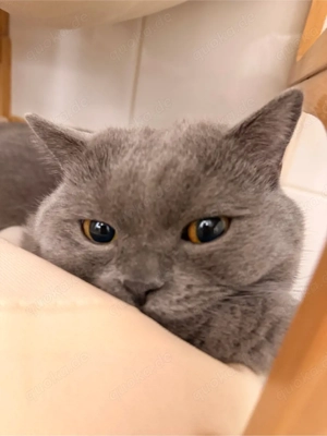 Britisch Kurzhaar Kater  Charlie  als Deckkater (kein Verkauf)