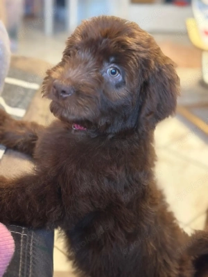 Doodle Pudel Australian Shepherd Ausi Doodle 