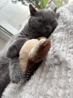 Britisch Kurzhaar Kater  Charlie  als Deckkater (kein Verkauf) Bild 3