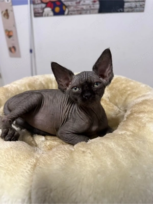 noch 2 !!Wunderschöne Kanadische Sphynx mit Tasthaaren