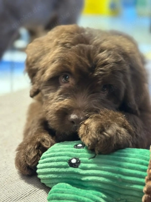 Doodle Pudel Australian Shepherd Ausi Doodle 