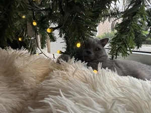 Britisch Kurzhaar Kater  Charlie  als Deckkater (kein Verkauf) Bild 2