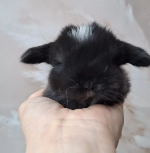 Minilop, Zwergwidder, Rammler, Jungtier, Schwarz VM