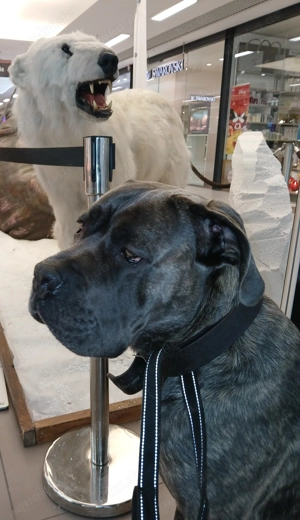 Cane corso 2 Jahre alt 