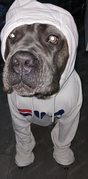 Cane corso 2 Jahre alt 