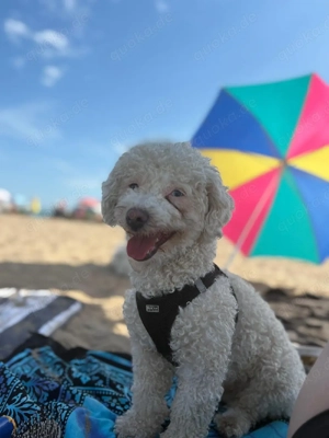 Maltesermischling sucht liebevolles zu Hause