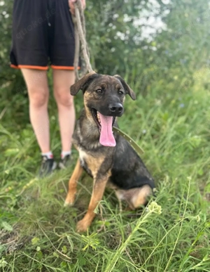 ganz lieber, verspielter Simba, ab 01.03. auf Pflegestelle bei München!