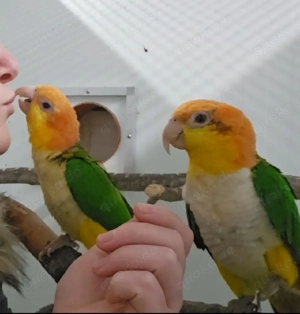 1.1 Rostkappenpapageien zahm gelbschenkelig Baby Rostkappen blutsfremd Bild 2
