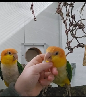 1.1 Rostkappenpapageien zahm gelbschenkelig Baby Rostkappen blutsfremd Bild 3