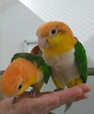1.1 Rostkappenpapageien zahm gelbschenkelig Baby Rostkappen blutsfremd Bild 4