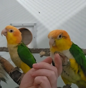 1.1 Rostkappenpapageien zahm gelbschenkelig Baby Rostkappen blutsfremd