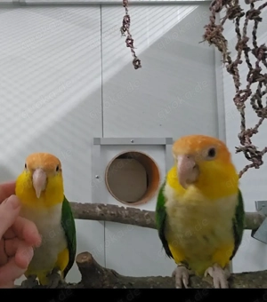 1.1 Rostkappenpapageien zahm gelbschenkelig Baby Rostkappen blutsfremd Bild 5