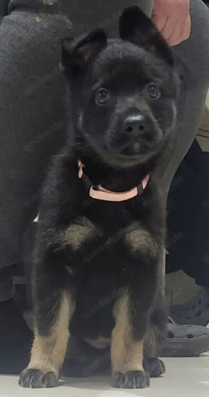 Schäferhündinnen Welpe aus verantwortungsbewusster Leistungszucht 