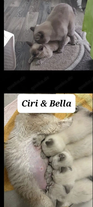 Deckkater Ciri 100 Euro. Nicht zum Verkauf.  Bild 6