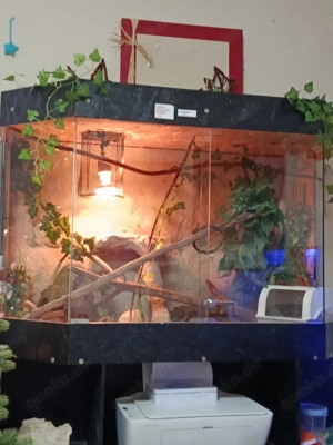 3 Kornnattern eine männlich und 2 weiblich 