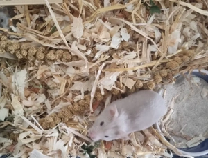 Goldhamster abzugeben
