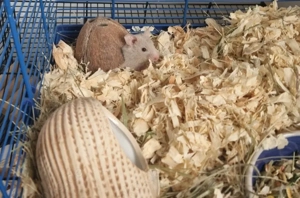 Goldhamster abzugeben
