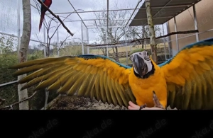 2 Gelbbrustara Babys 2025 Ara Geschwisterpaar