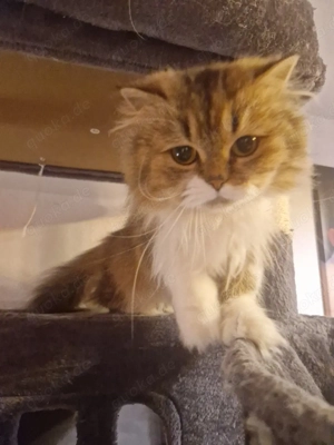  junges Perser Mädchen 