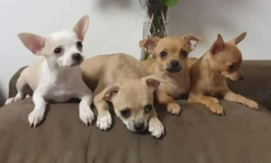 Chihuahua Wurfgeschwister gesucht (kein Verkauf)