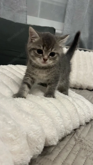    Britisch Kurzhaar Katzenbabys zu verkaufen   