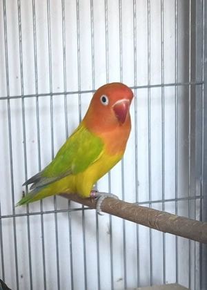 Weibliche Pfirsichköpfchen 