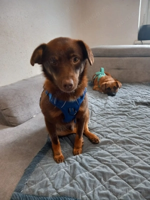 Zauberhafter Mogli sucht sein für immer Zuhause