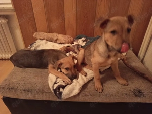 wunderschöne welpen 