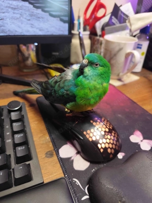 Singsittich - Henne  Gesucht!