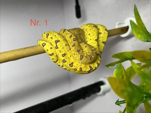 Baumpython Nachzuchten zu verkaufen