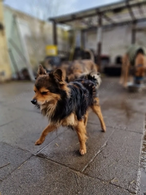 Gucci sucht sein Für-immer-Zuhause   