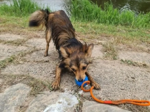 Gucci sucht sein Für-immer-Zuhause   