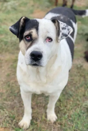 Marisa, geb. ca. 12 2017, lebt in GRIECHENLAND, im städt. Tierheim Serres  Bild 8