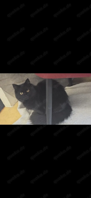 Sensibler, junger Kater (8 Monate) sucht geduldiges Zuhause