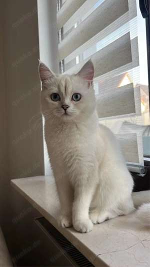    Liebevolles Zuhause für 9 Monate alte Katze gesucht   