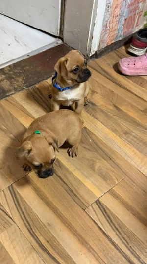 Jack Russel Mix Welpen